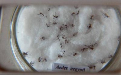 Especialista defende nova estratégia para combate ao Aedes aegypti