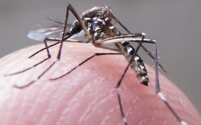 MEC quer mobilizar escolas e universidades no combate ao Aedes aegypti