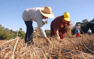 Trabalhador rural poderá receber casa e comida no lugar do salário